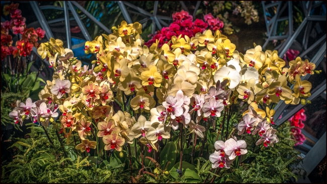 orchidshow-2