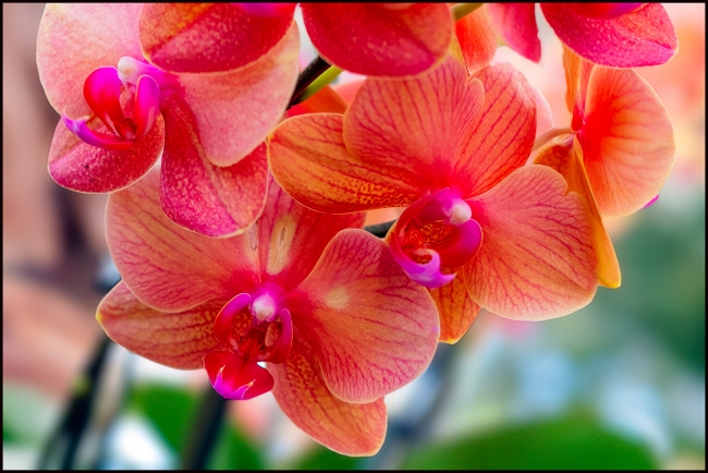 orchidshow-3