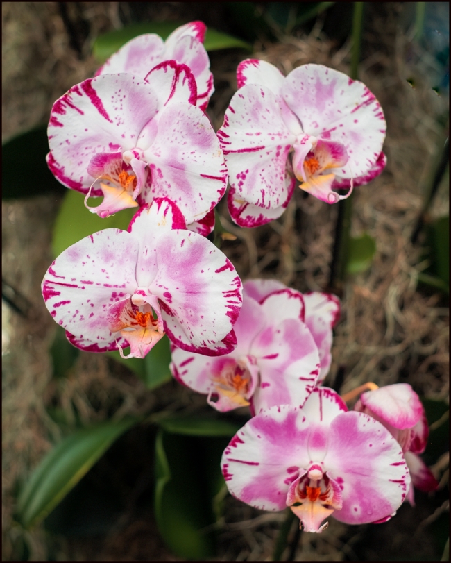 orchidshow-4