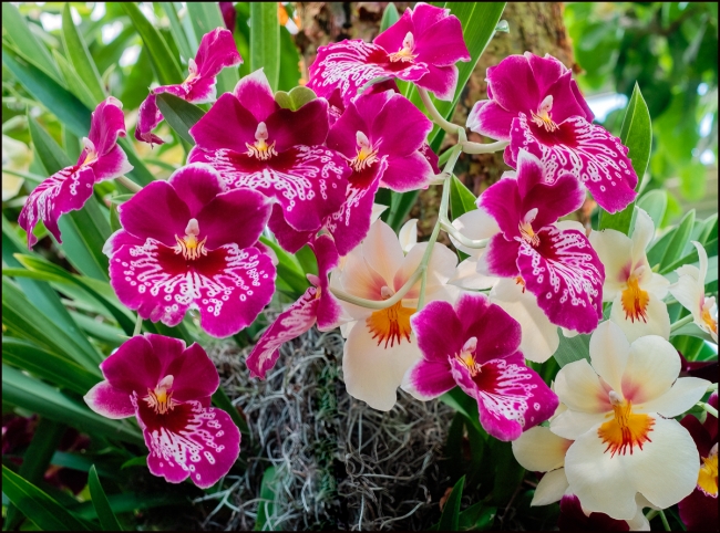 orchidshow-5