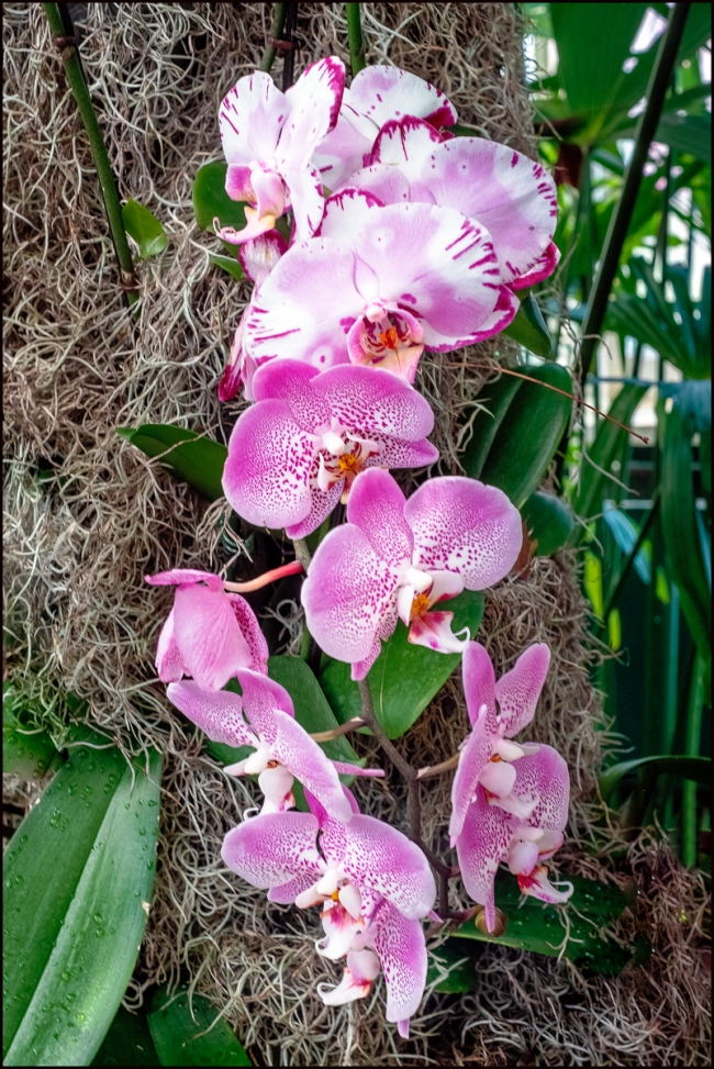 orchidshow-6