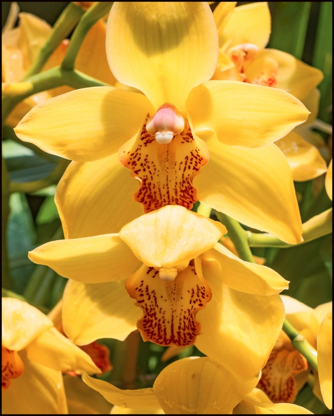 orchidshow-9