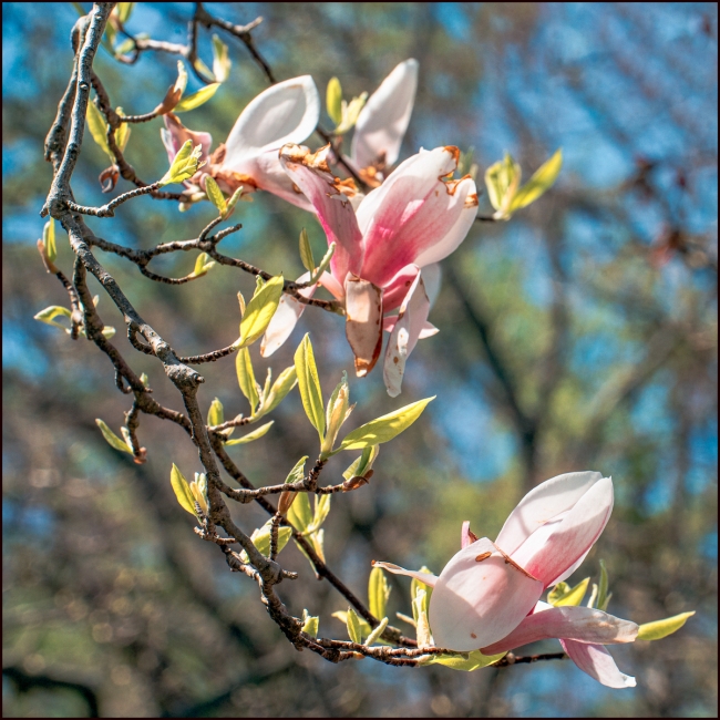 sleepyhollowcemeteryblossoms-1