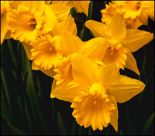 daffodils-1-of-2