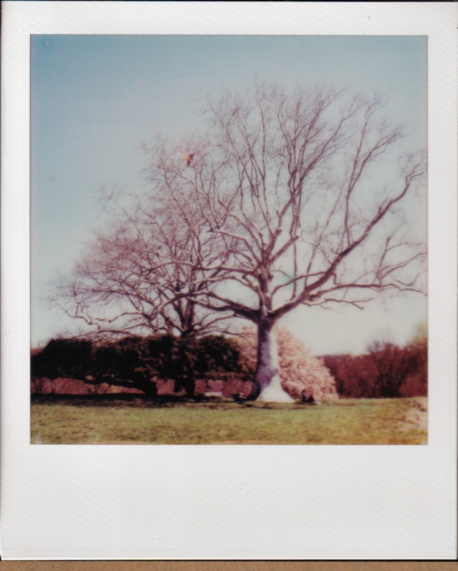 polaroidi2results-3-of-4