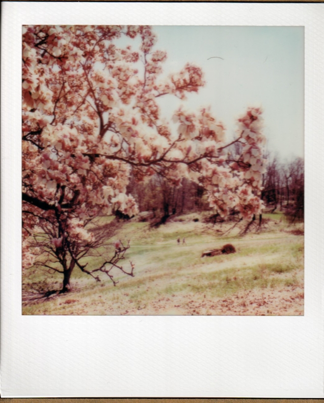 polaroidi2results-4-of-1