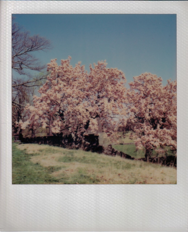 polaroidi2results-4-of-4