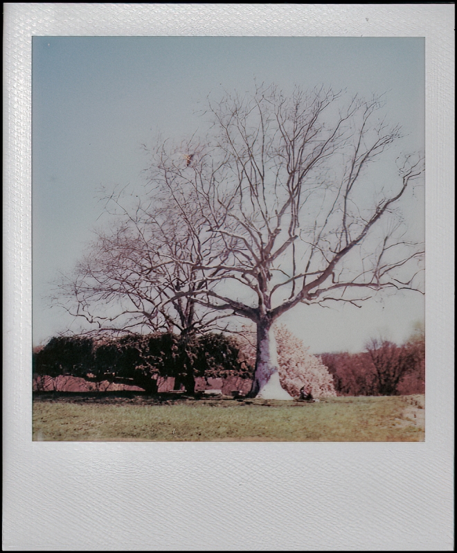 polaroidi2results2-4-of-8