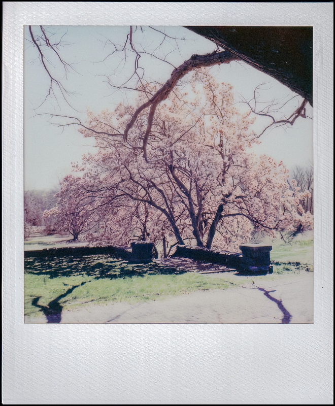 polaroidi2results2-5-of-8