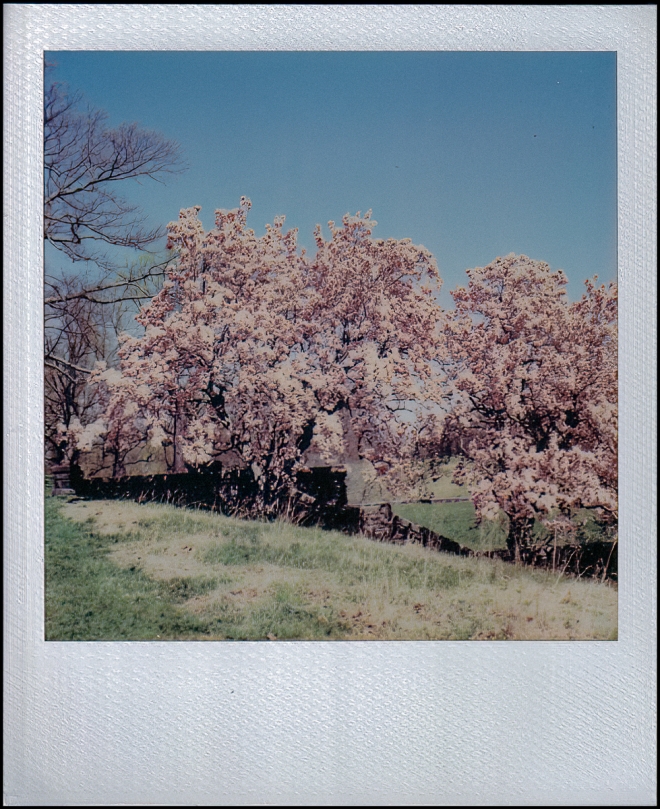 polaroidi2results2-7-of-8