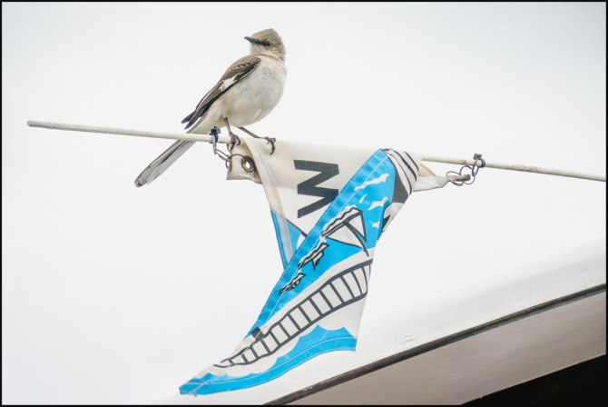 Anotherbird99-1-of-1