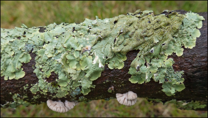 lichen-1-of-1