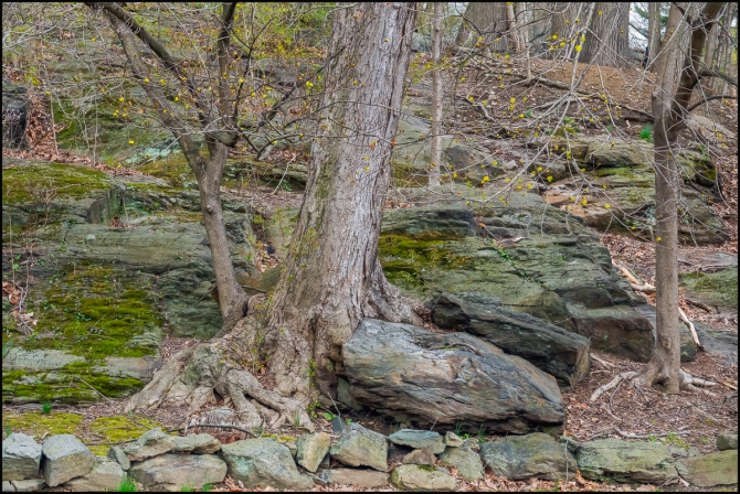 treeandrocks-1-of-2