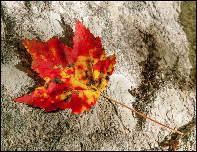 lakefallfoliage-5-of-6