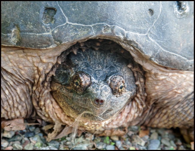 snappingturtle-1-of-2