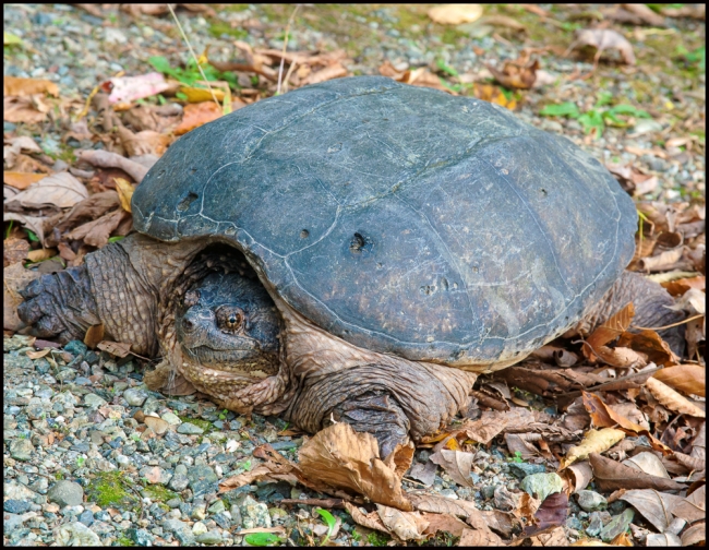 snappingturtle-2-of-2