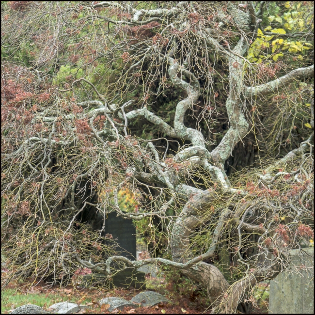 sleepyhollowtrees-2