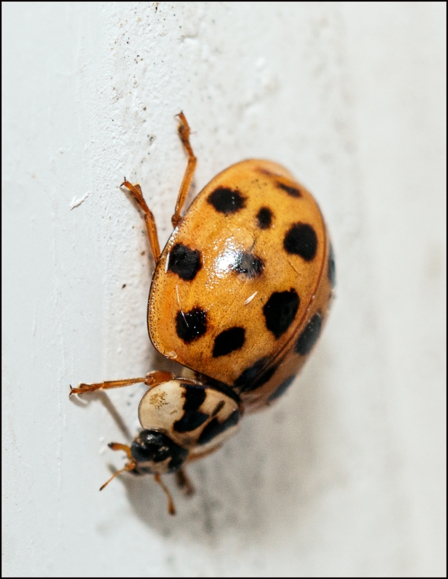 ladybugs-1