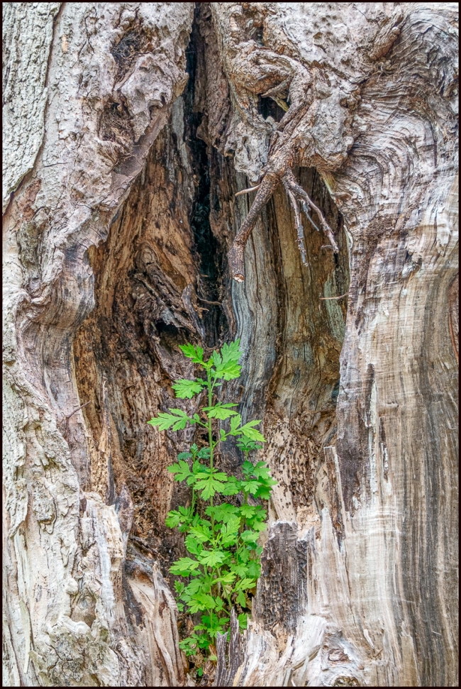 treetrunk-1