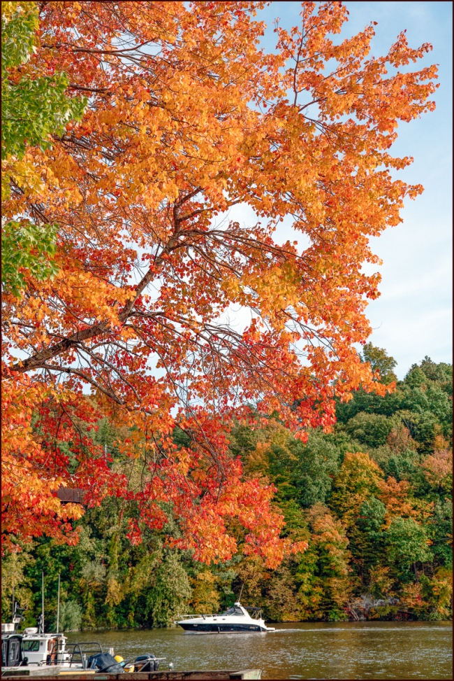 goldentreeinkingston-1