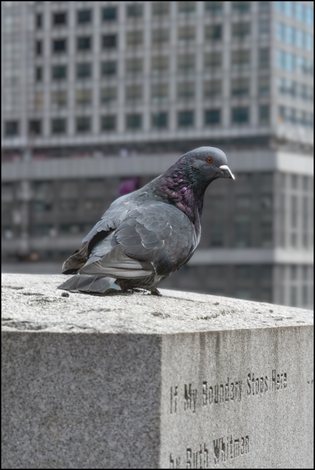 bostonday3pigeon-1-of-1