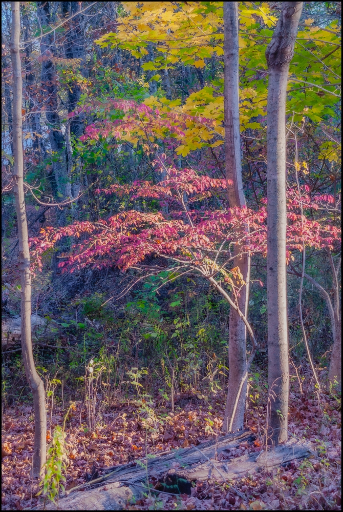 Nikon-Nikkor-24-120mm-f3.5-5.6-D-12-of-15