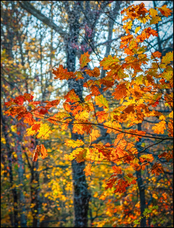 Nikon-Nikkor-24-120mm-f3.5-5.6-D-13-of-15