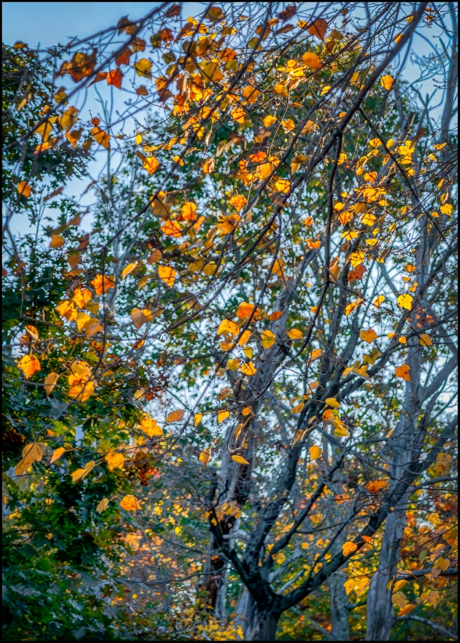 Nikon-Nikkor-24-120mm-f3.5-5.6-D-8-of-15