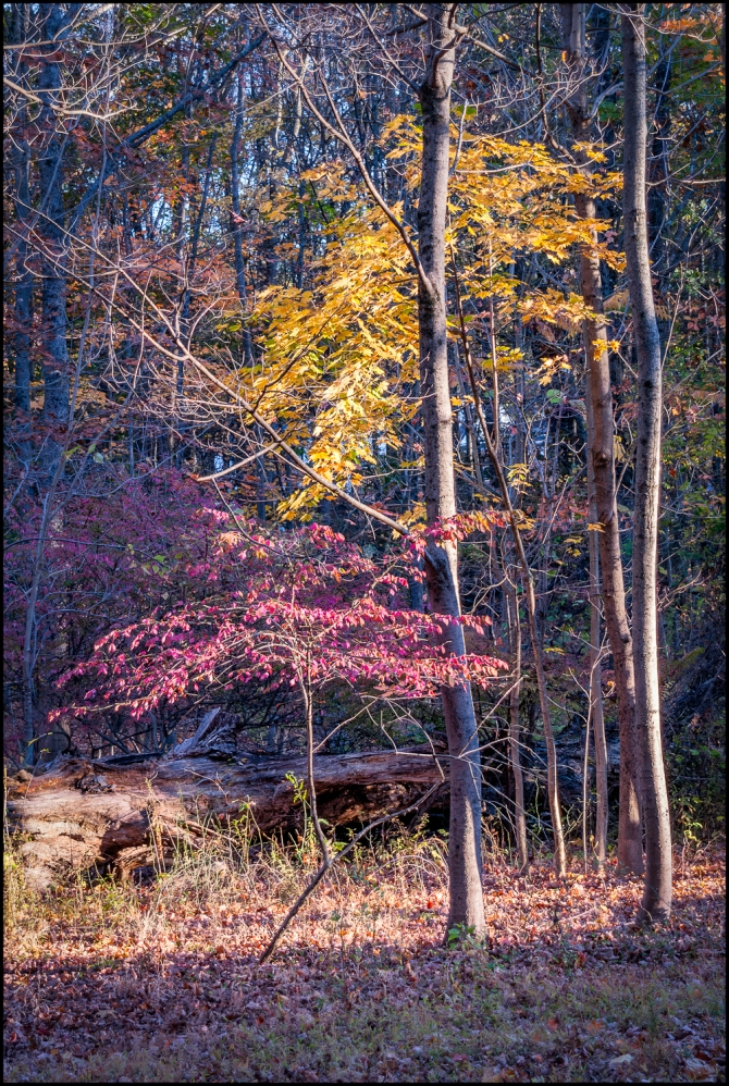 Nikon-Nikkor-24-120mm-f3.5-5.6-D-9-of-15