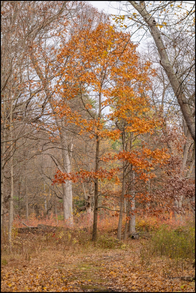 inthewoodstrees-1-of-5