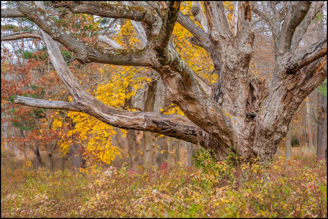 inthewoodstrees-2-of-5