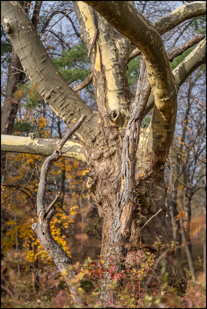 inthewoodstrees-3-of-5