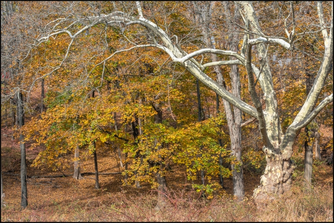 inthewoodstrees-4-of-5