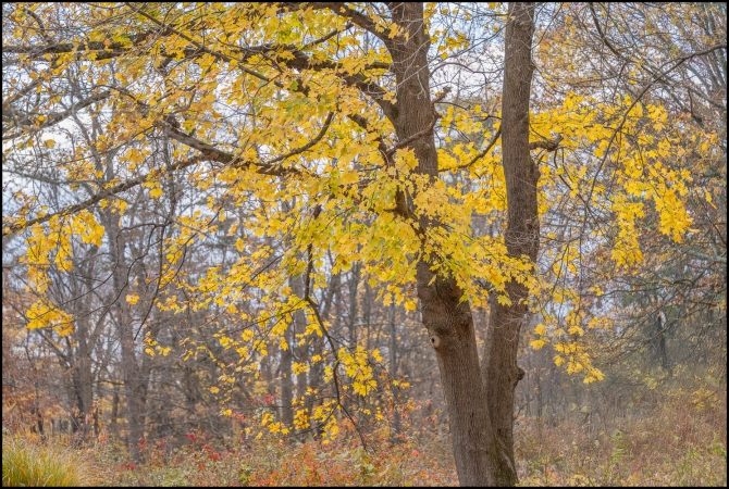 inthewoodstrees-5-of-5