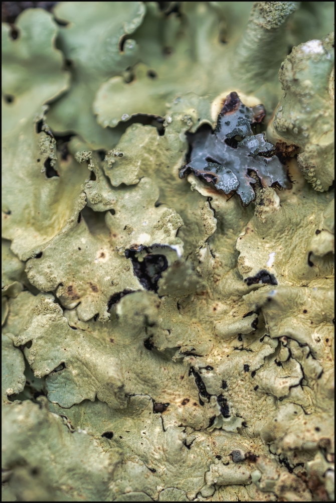 lichens-1-of-2