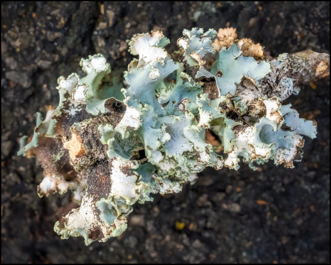 lichens-2-of-2