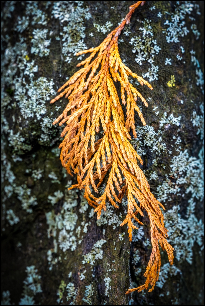 moreintimatenaturephotography-1-of-3