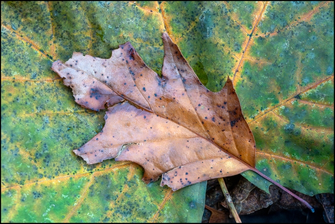 moreintimatenaturephotography-1-of-5