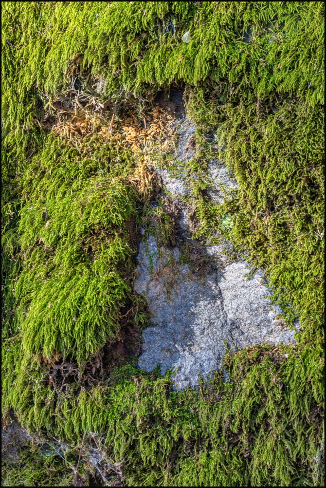 moreintimatenaturephotography-3-of-3