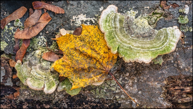 moreintimatenaturephotography-3-of-5