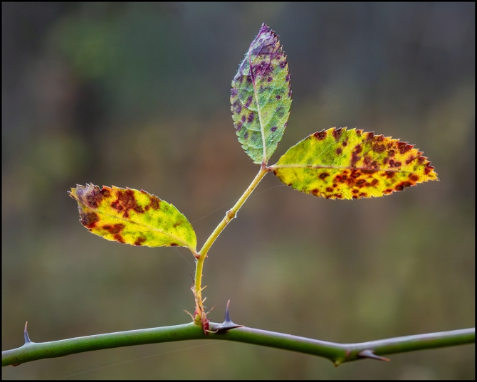 moreintimatenaturephotography-4-of-5