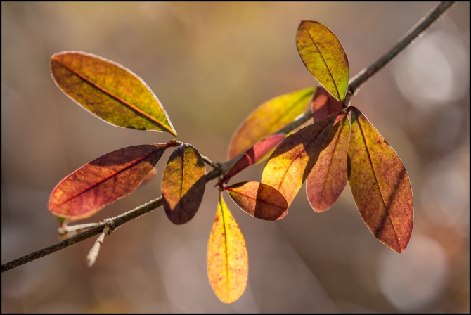 moreintimatenaturephotography-5-of-5