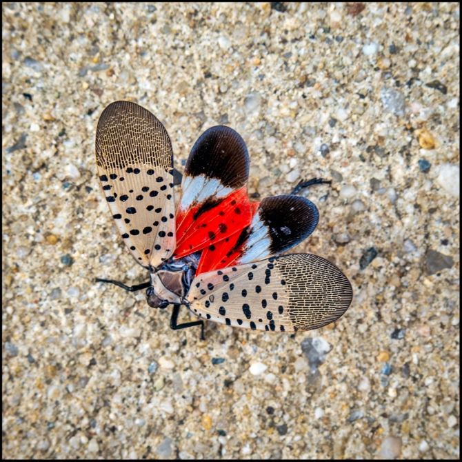 spottedlanternflyagain-1-of-1