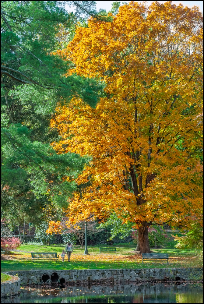 thelawparkpond-3-of-3