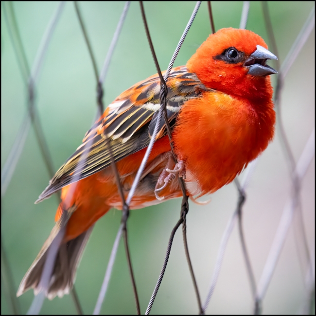 1_Bronxzoobirds-June-21-2023-12