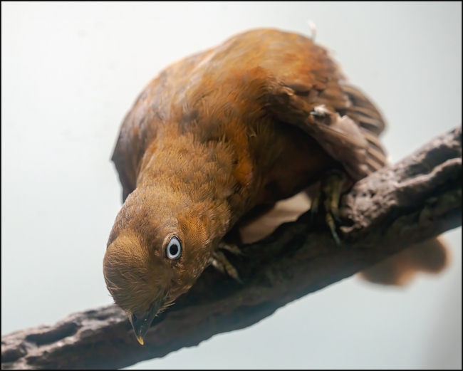 Bronxzoobirds-June-21-2023-10