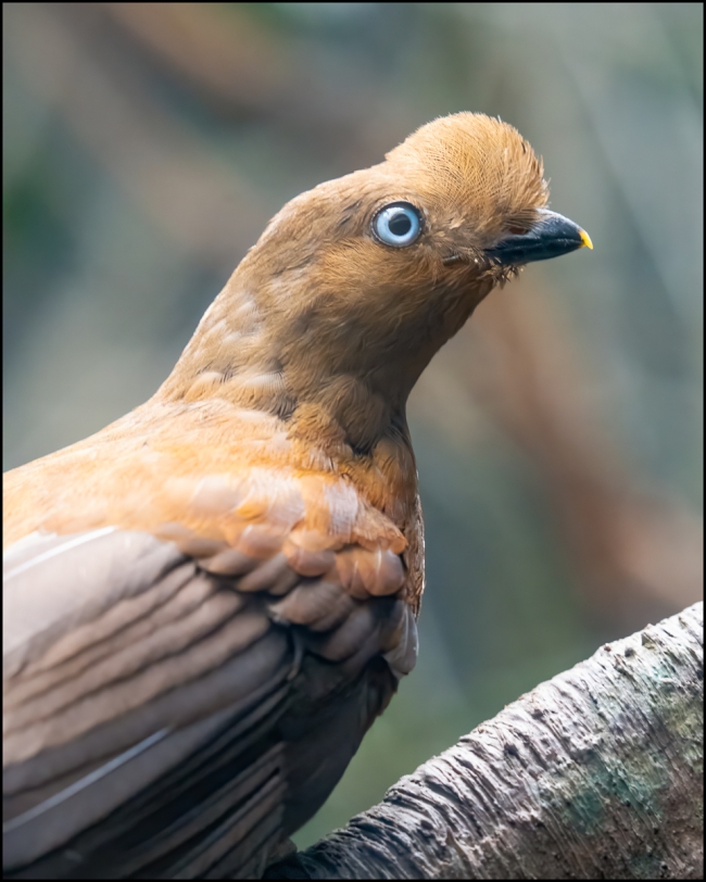 Bronxzoobirds-June-21-2023-11