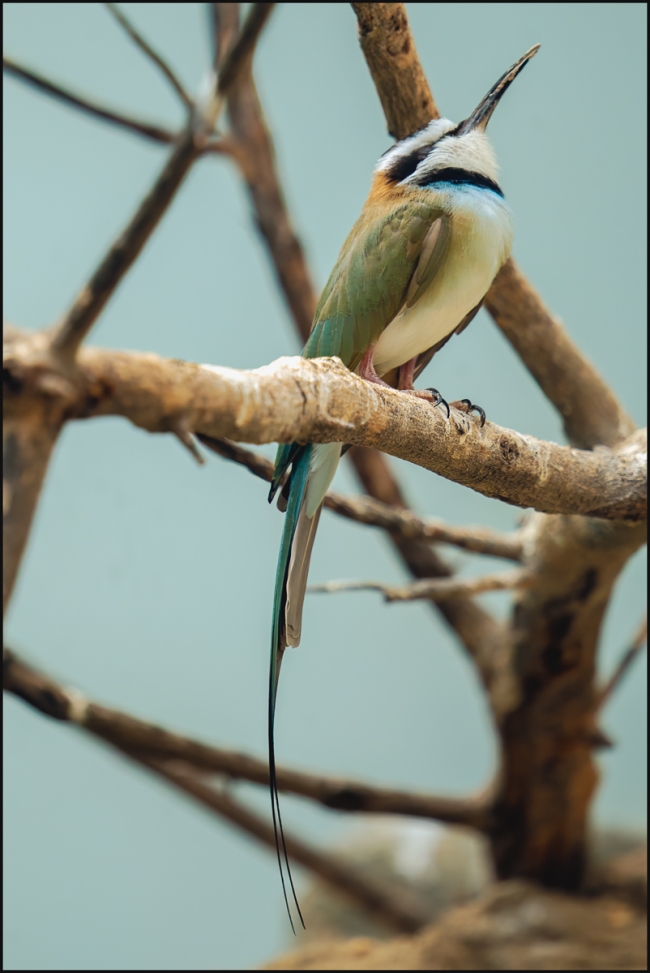 Bronxzoobirds-June-21-2023-2