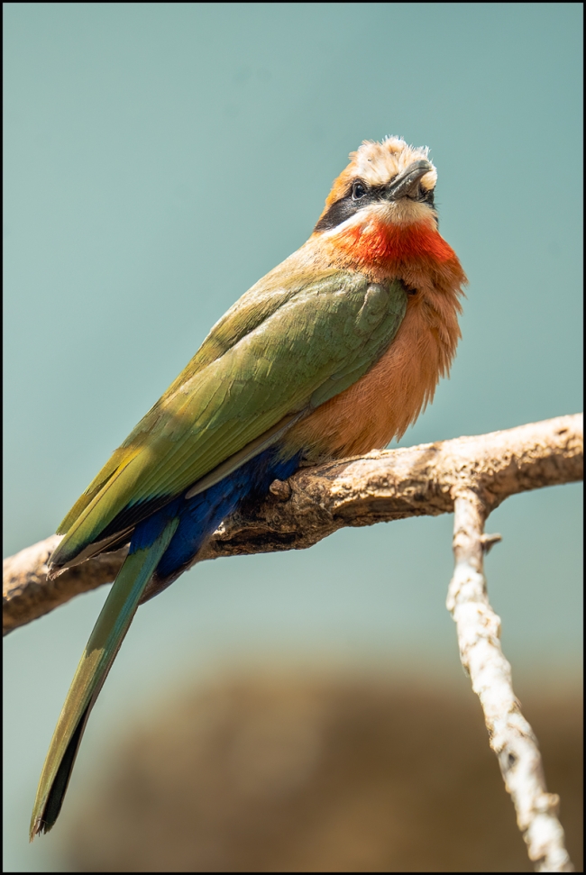 Bronxzoobirds-June-21-2023-3