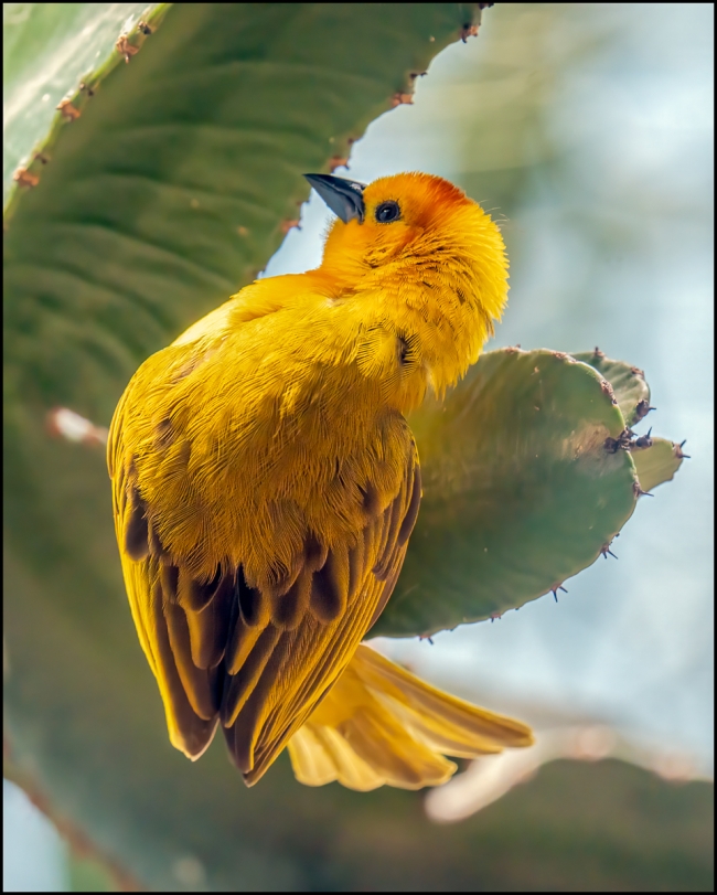 Bronxzoobirds-June-21-2023-9